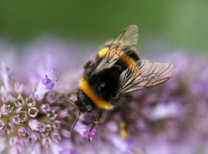 Celebrating OUR Bees