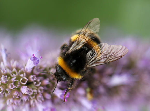 Bumble Bee Photo by Sandy Millar on Unsplash