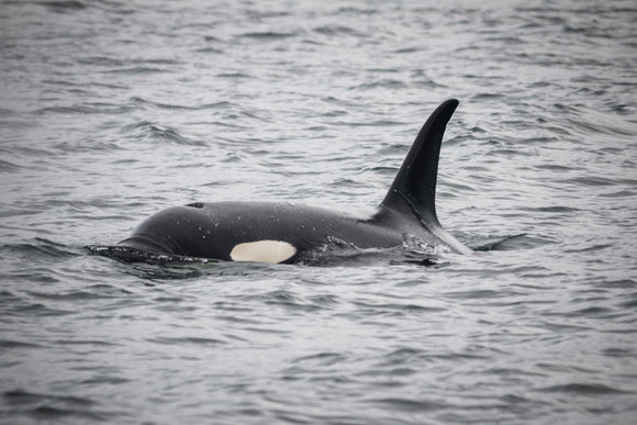 Killer Whale Photo by Bryan Goff on Unsplash